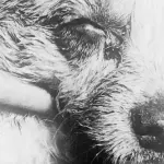 Dog infected with rabies