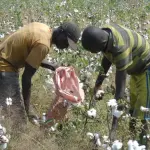 Two farmers harvest cotton in Ferké, Ivory Coast