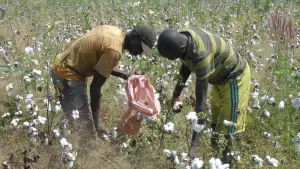 Two farmers harvest cotton in Ferké, Ivory Coast