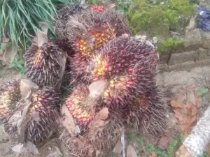 Oil Palm Fruit Bunches Ready for Processing