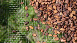 Dried cocoa beans in Soubré