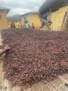 Cocoa beans spread out for drying in Ghana