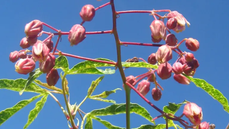 Cassava leaves showing symptoms of viral mosaic