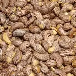 Unshelled cashew nuts used in industrial processing
