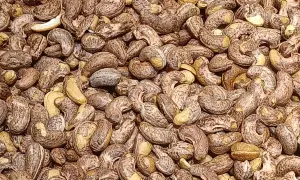 Unshelled cashew nuts used in industrial processing