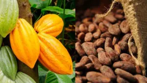 Cacao CÃ´te d'Ivoire