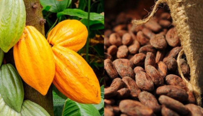 Cacao CÃ´te d'Ivoire