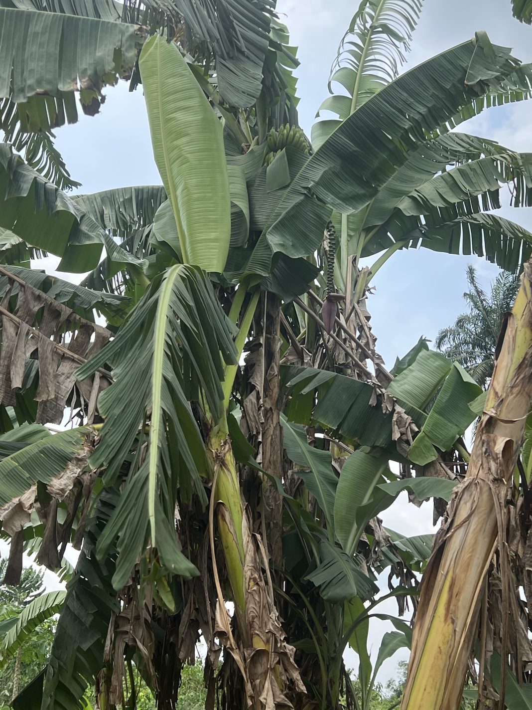 Plantation de bananiers en Afrique de l’Ouest