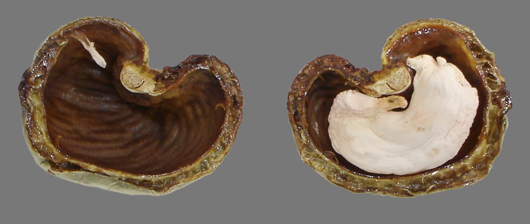 Coupe d’une coque de noix de cajou avec liquide de coque