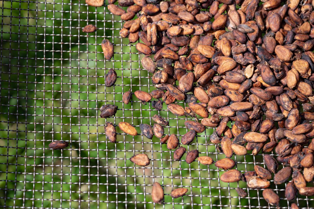 Fèves de cacao séchées à Soubré en Côte d’Ivoire