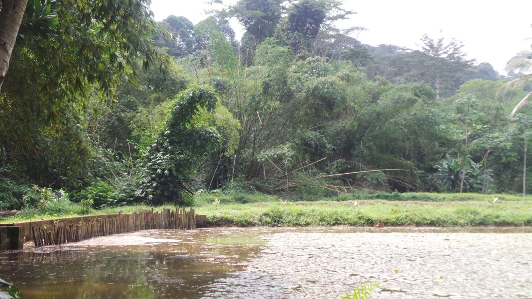 Forêt du Banco en Côte d’Ivoire