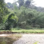 Forêt du Banco en Côte d’Ivoire, image d’illustration