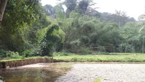 Forêt du Banco en Côte d’Ivoire, image d’illustration