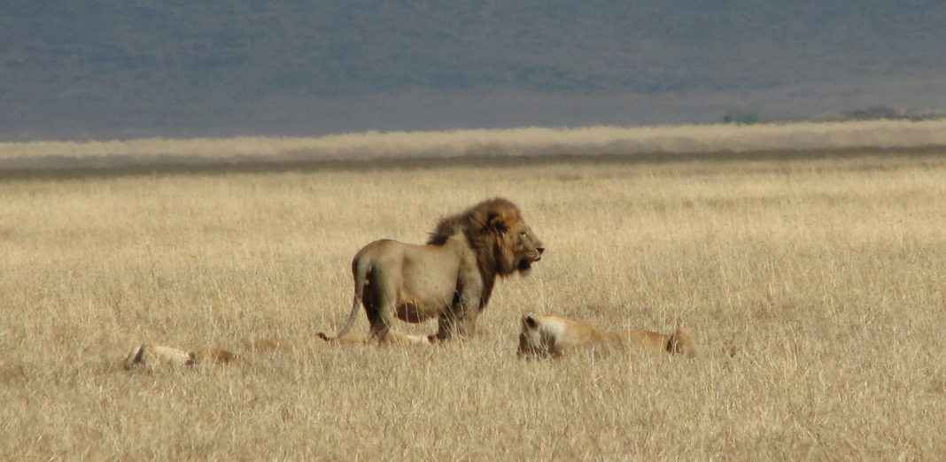 Lions dans le cratère du Ngorongoro en Tanzanie