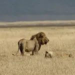Lions dans le cratère du Ngorongoro en Tanzanie