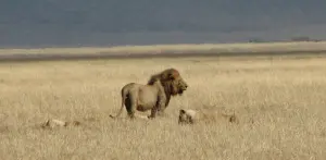 Lions dans le cratère du Ngorongoro en Tanzanie