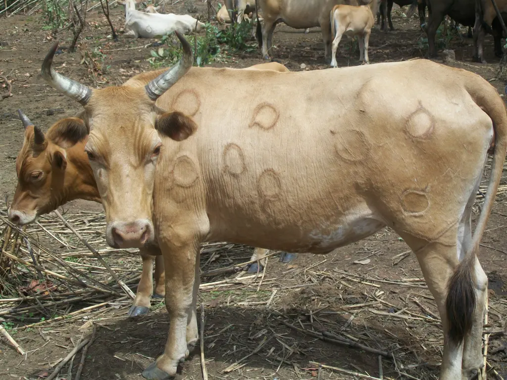 Troupeau de bovins N’Dama en Afrique de l’Ouest