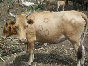 Troupeau de bovins N’Dama en Afrique de l’Ouest