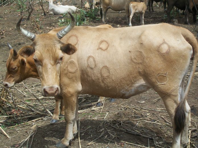 Troupeau de bovins N’Dama en Afrique de l’Ouest