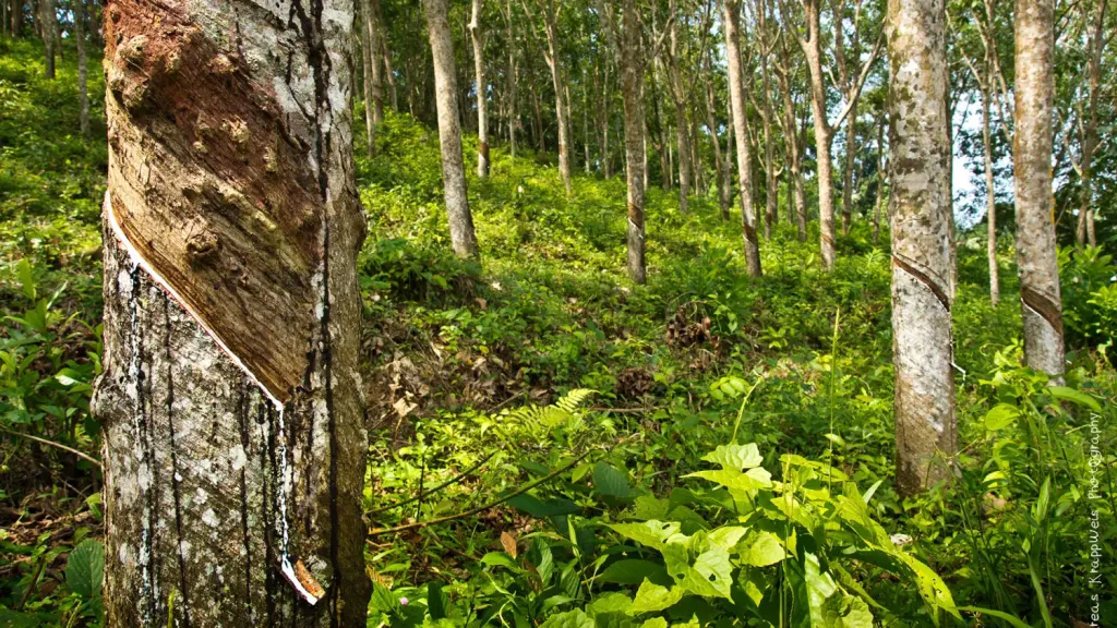 Plantation d’hévéas, image d’illustration