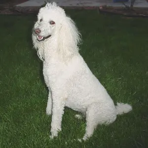 Un caniche standard blanc, image d’illustration pour les confidences d’Aklane sur ses chiens