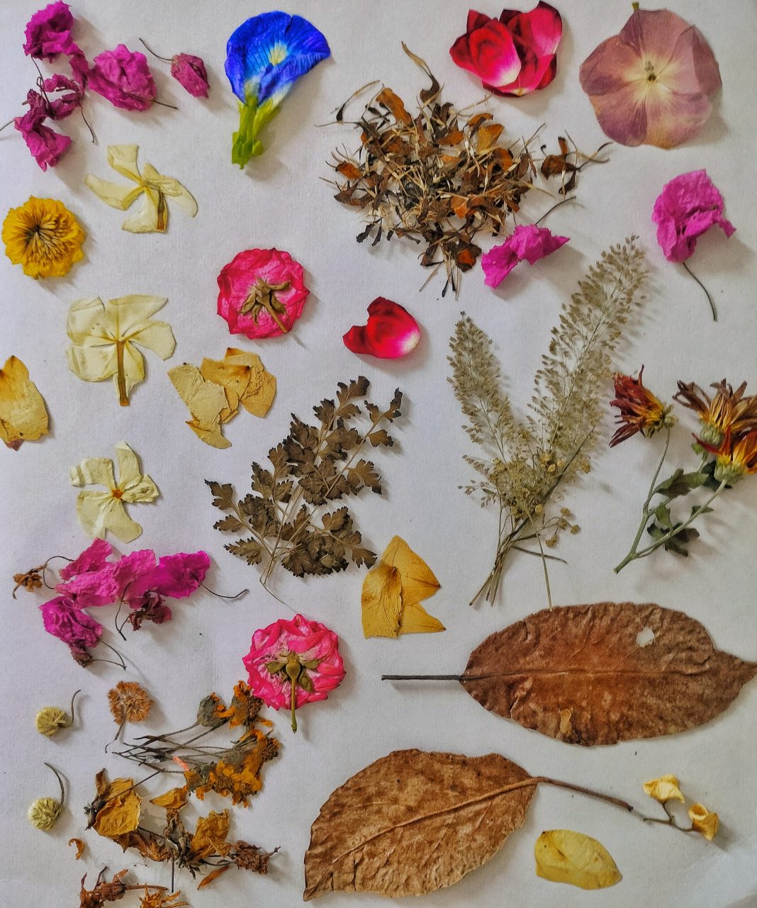 Fleurs pressées utilisées pour une création botanique