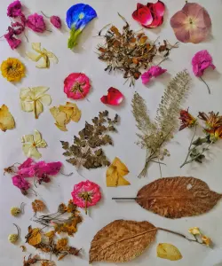 Fleurs pressées utilisées pour une création botanique