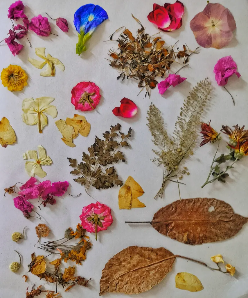 Fleurs pressées utilisées pour une création botanique