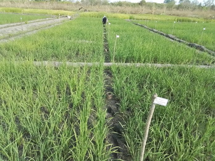 Champ expérimental de riz au centre de la Côte d’Ivoire