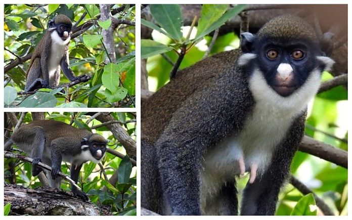 Primates dans la végétation à Grand-Béréby en Côte d’Ivoire