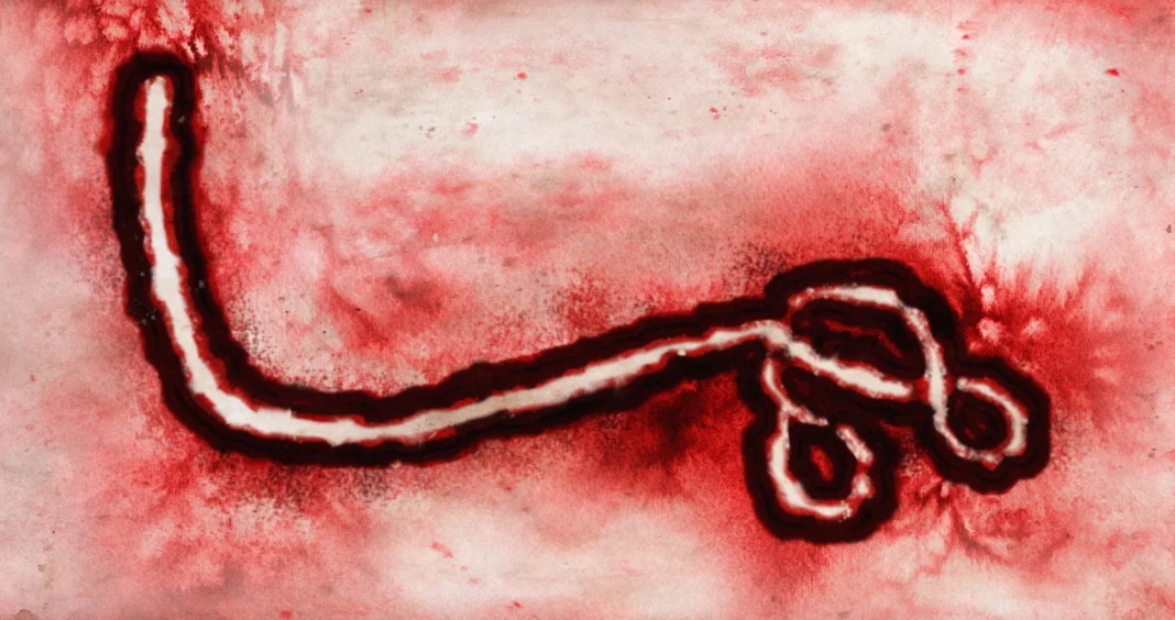 Virus Ebola Bundibugyo observé au microscope