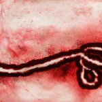Virus Ebola Bundibugyo observé au microscope