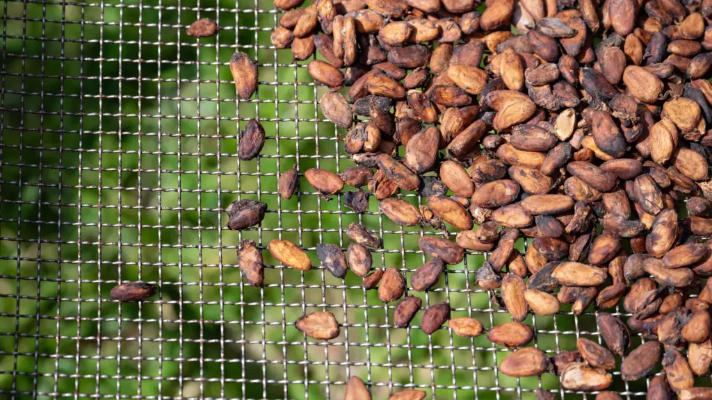 Fèves de cacao séchées à Soubré