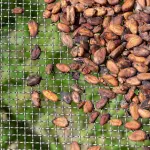 Fèves de cacao séchées à Soubré