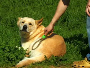 Chien brossé pour retirer les poils morts