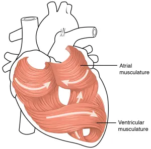 Illustration anatomique de la musculature du cœur humain