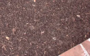 Paillage de compost mûr sur le sol d’un jardin