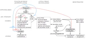 Diagramme illustrant les principales phases du cycle menstruel
