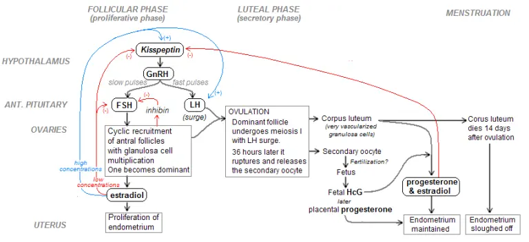 Diagramme illustrant les principales phases du cycle menstruel