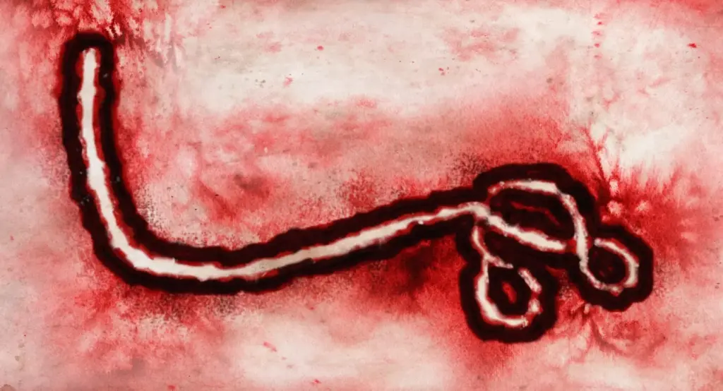 Virus Ebola Bundibugyo observé au microscope