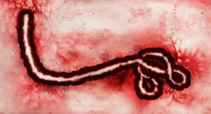Virus Ebola Bundibugyo observé au microscope