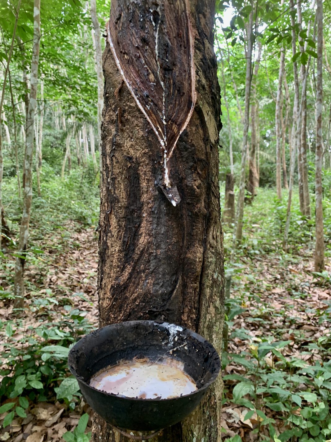 Récolte de latex sur un hévéa en Côte d’Ivoire