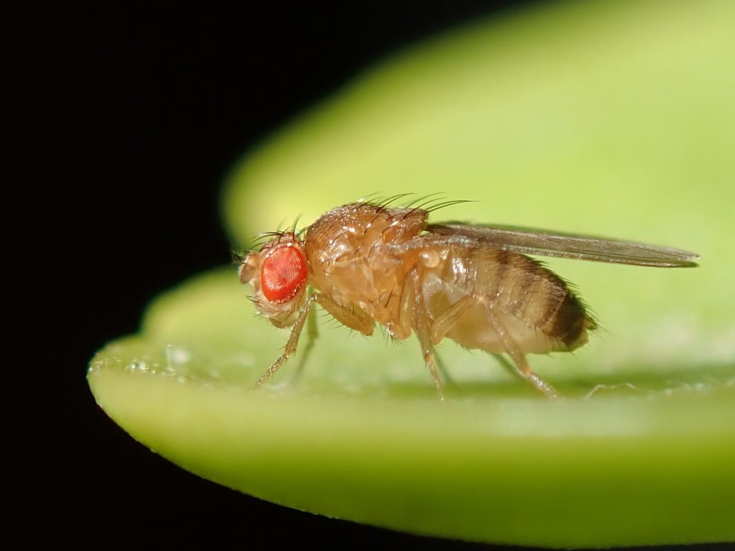 Mouche des fruits Drosophila melanogaster sur un fruit