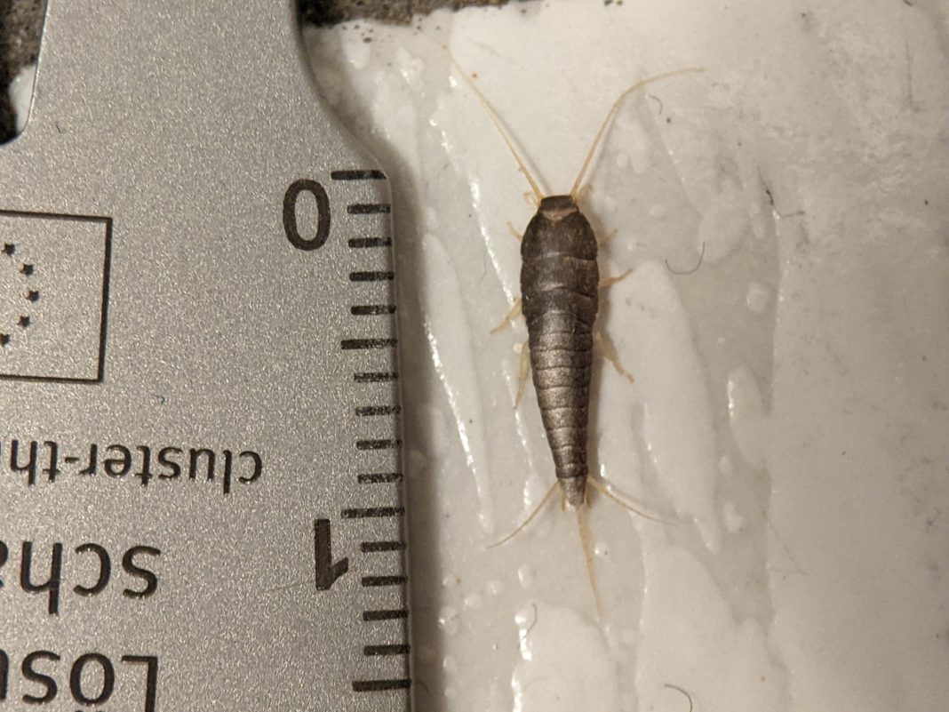 Poisson d’argent (Lepisma saccharina) sur une surface