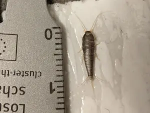 Poisson d’argent (Lepisma saccharina) sur une surface