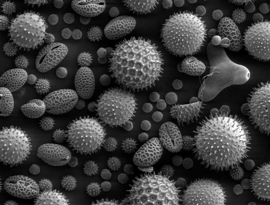 Pollens de plusieurs plantes observés au microscope électronique