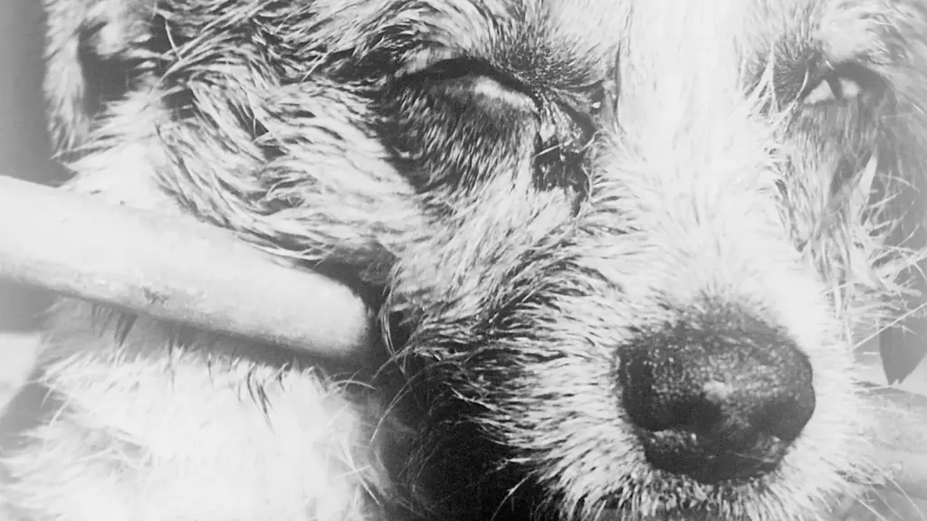 Chien atteint de rage