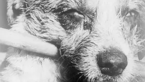 Chien atteint de rage