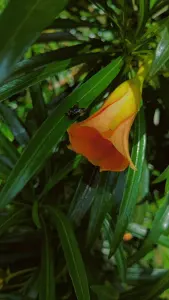 Fleur de Thevetia peruviana, plante toxique détectée dans certains compléments alimentaires