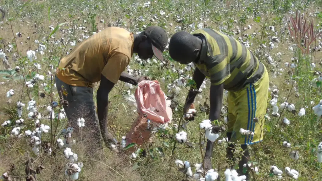 Deux cultivateurs récoltent du coton à Ferké en Côte d’Ivoire